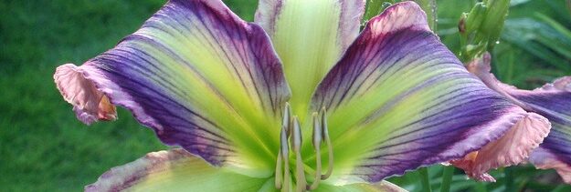 Albuquerque Daylily Society